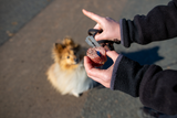 Drei Hunde durch Giftköder gestorben – Stadt warnt vor weiteren Gefahren